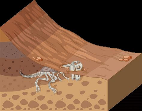 Image result for How Fossils Are Formed Research