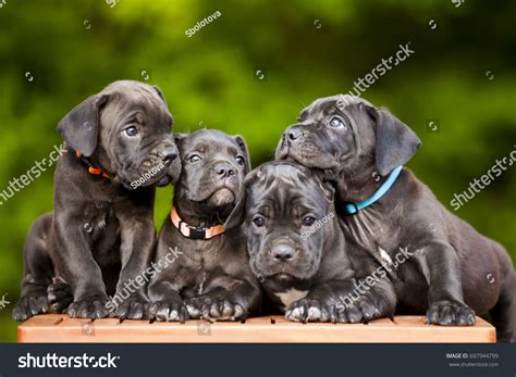 13,672 Cane Corso Dog Images, Stock Photos & Vectors | Shutterstock