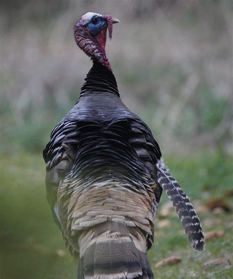Wild Turkeys and Molting - Wild Turkey Lab