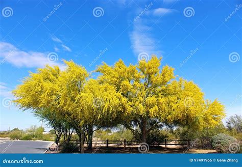 Yellow Palo Verde