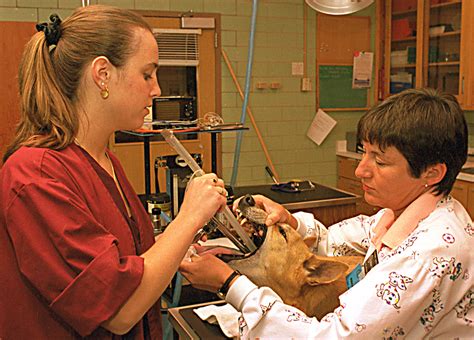 Image result for Vet Tech VA Program
