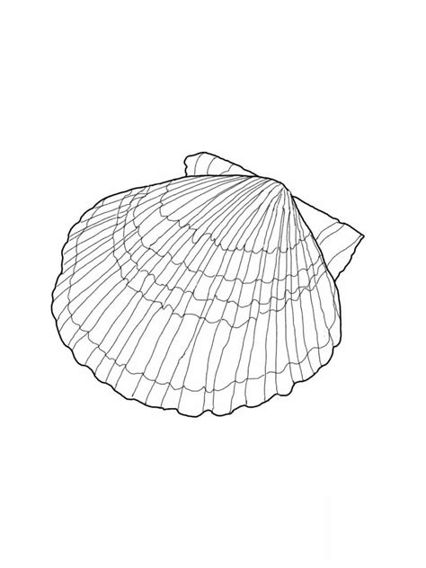 Image result for Sea Shells Coloring