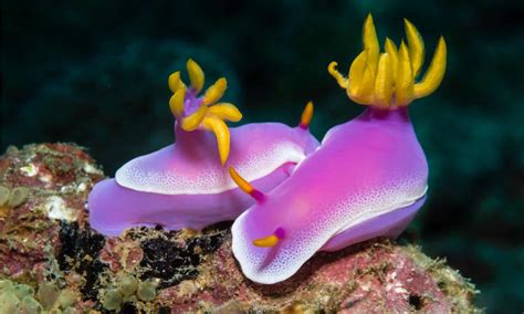 Nudibranchs Species