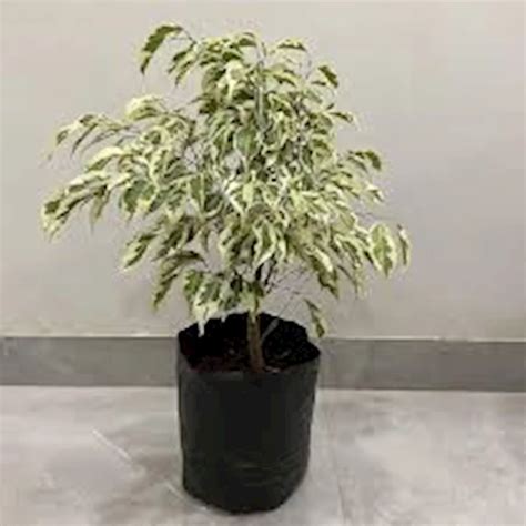 Ficus -white - Packed with soil