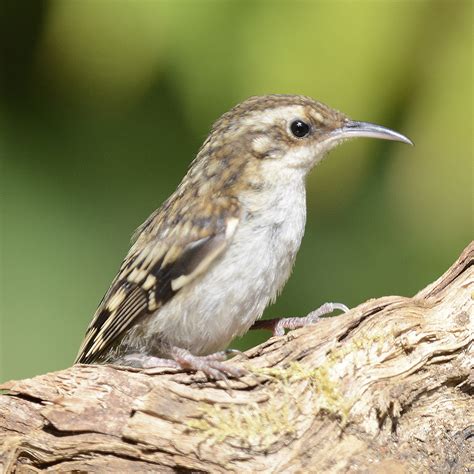 Image result for Creeper Program