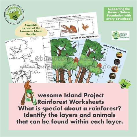 Rainforest Layers Worksheet 的图像结果