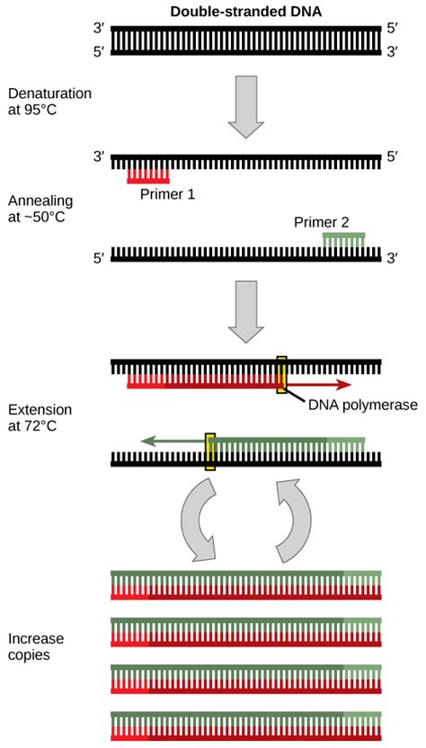 DNA Cloning Process 的图像结果