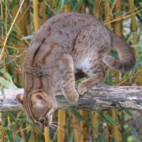 Rusty-spotted Cat