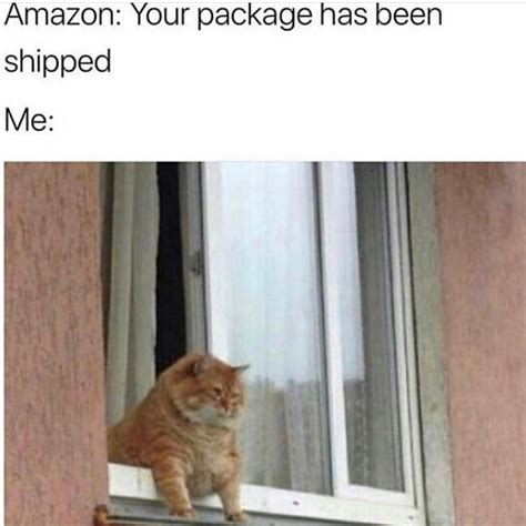 My two hobbies are smoking marijuana and rescuing stray cats. - Funny