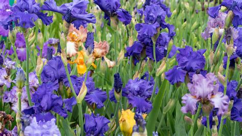 17 Gorgeous Iris Varieties You'll Want To Know (And Grow!)