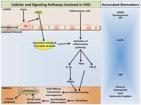 Experimental and Therapeutic Medicine