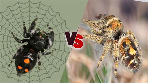 Phidippus Audax Male vs Female: What are Differences?