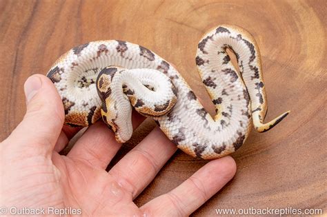 Image result for Za Reptiles Ball Python