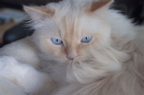 Free Images : white, pet, kitten, blue eye, close up, nose, whiskers ...