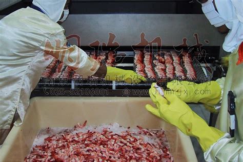 带您走进最先进的全自动北极虾仁加工厂-中国鳗鱼网