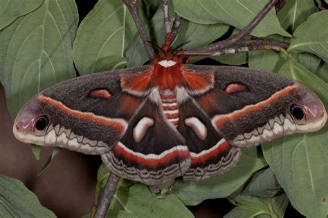Giant Silk Moth (Cecropia Moth)