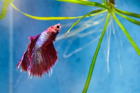 Understanding the Journey of Betta Fish: Healing Fin Loss and Preventing Rot