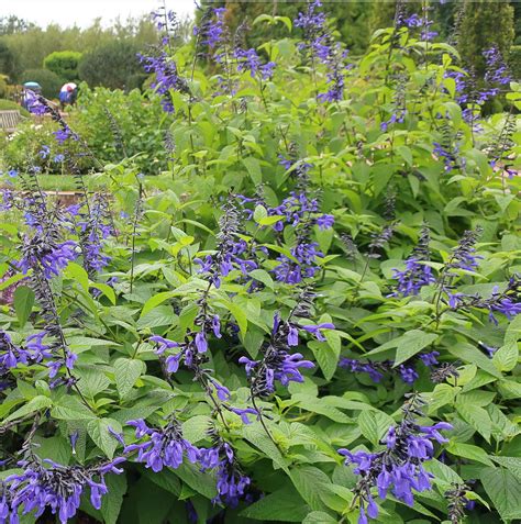 Black And Blue Salvia
