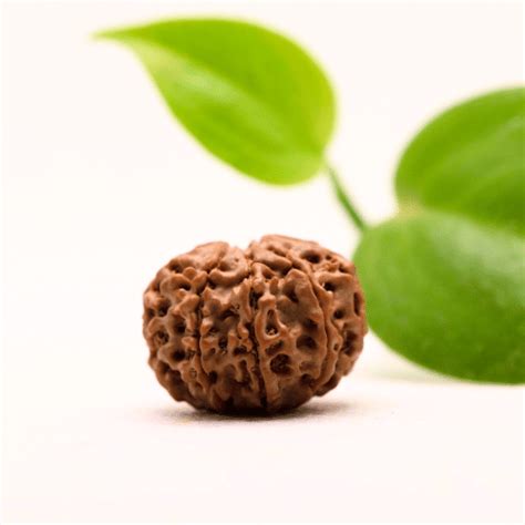 8 Mukhi Nepali Rudraksha - Regular – Adiyogi Rudraksh & Adiyogi Gemstones