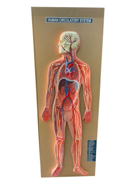 Image result for Circulatory System Model