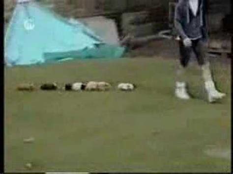 Animal Bloopers Compilation 的图像结果