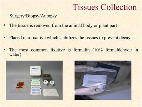 Image result for Mutilate Tissue Sample