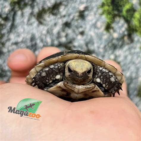 Captive Born Elongated tortoise (Indotestudo elongata) 2025 - Magazoo ...