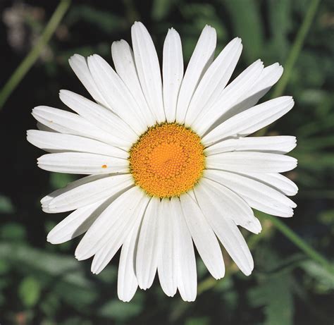 Shasta Daisy flower essence and the journey of co-creation between ...