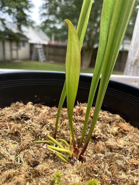 I’m assuming this Sarracenia pitcher won’t do its job? There is no tube ...