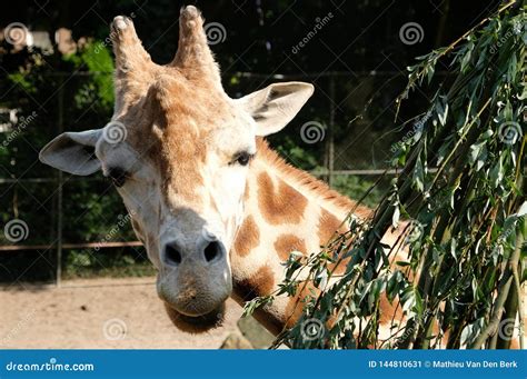 African Giraffe Giraffa Camelopardalis. the Giraffe is the Tallest Land ...