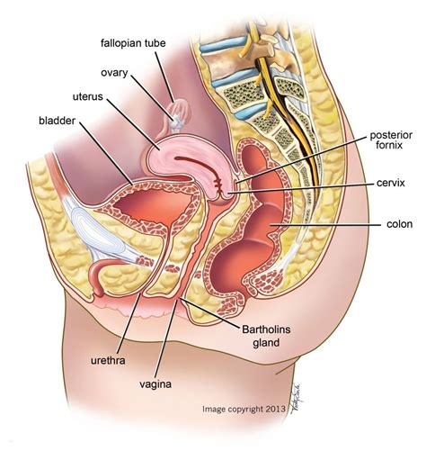 Female Anatomy Drawing Organs