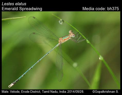 Lestes elatus | Odonata