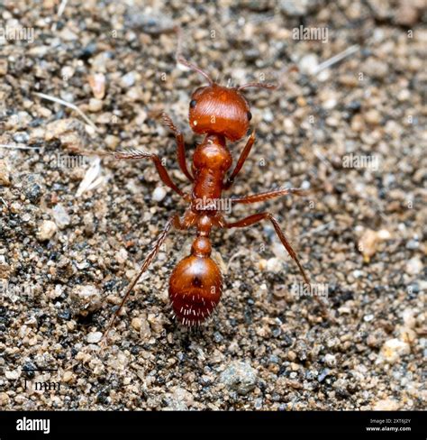 Typical American Harvester Ants (Pogonomyrmex) Insecta Stock Photo - Alamy