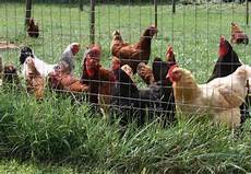 animali da cortile gratis galli galline anatre conigli capretto tacchini annunci animali da cortile gratis galli galline anatre conigli capretto tacchini annunci