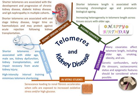 Frontiers | Genetic Susceptibility to Chronic Kidney Disease – Some ...