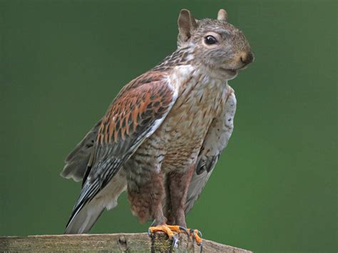 Predators Of Squirrels