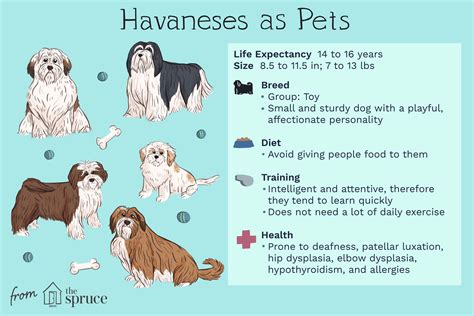 Havanese Size Guide: What Is The Average Size Of Havanese Dogs?