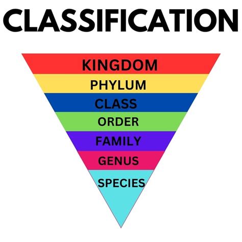 Image result for Taxonomy Code for LMSW