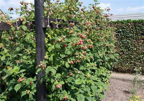 Image result for How to Support Raspberry Bushes