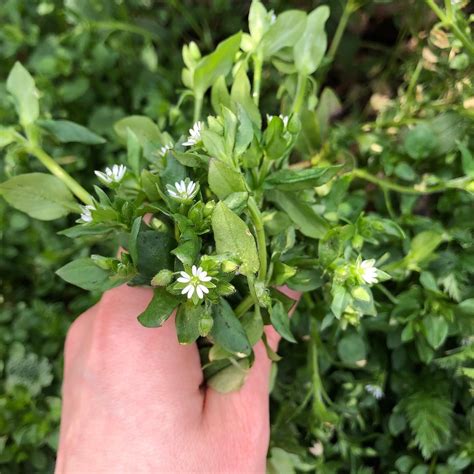 野草茶ブレンド 日の茶 京都 hinocha kyoto