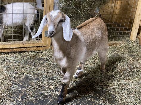 Mini Nubian Goats – Storybook Farm