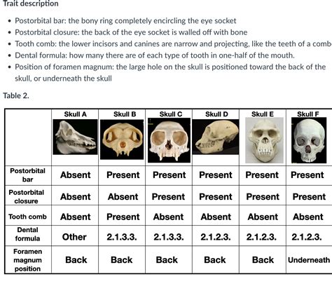 SOLVED: Trait description - Postorbital bar: the bony ring completely ...