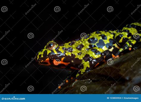 Fire Bellied Toad stock photo. Image of frog, semiaquatic - 123855924