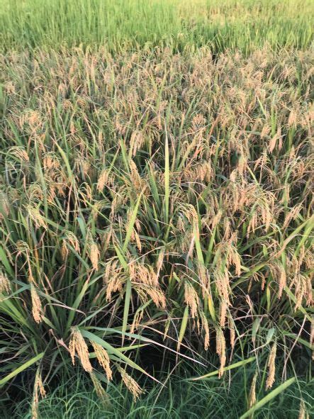 Gujarat Rice 21 (Vatrak) | Anand Agricultural University, Anand