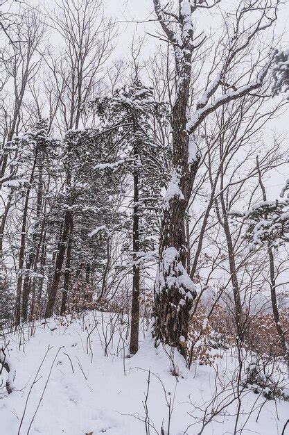 Taiga winter forest pine trees in a snowy forest on a winter day forest ...