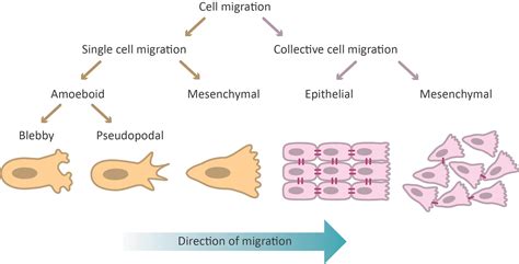 Migration Of Cells