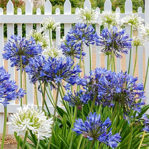 Agapanthus Africanus White