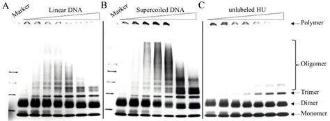 Interaction of the Escherichia coli HU Protein with Various Topological ...