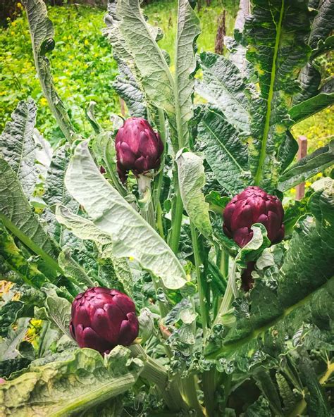 How to Grow an Artichoke Plant: Edible and Beautiful