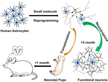 Image result for Astrocyte Neuron Reprogramming